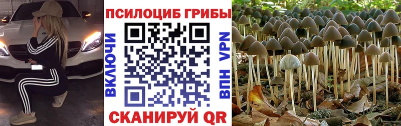 Купить  Красноармейск  Галлюциногенные грибы Psilocybine cubensis 